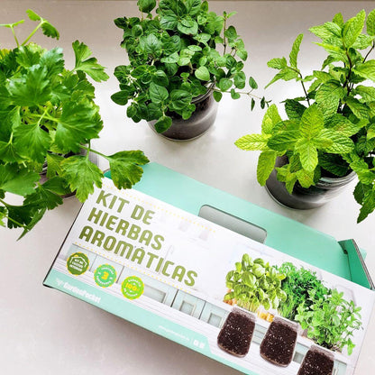 Kit de cultivo interior de aromáticas: orégano, cilantro y hierbabuena