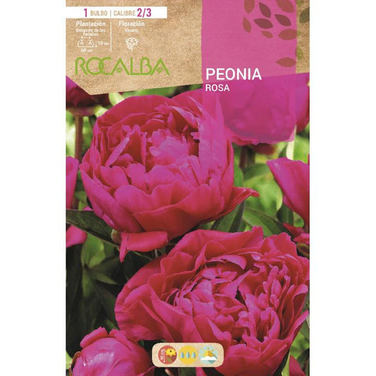 Bulbo peonia Rosa 1 unidad (2/3)