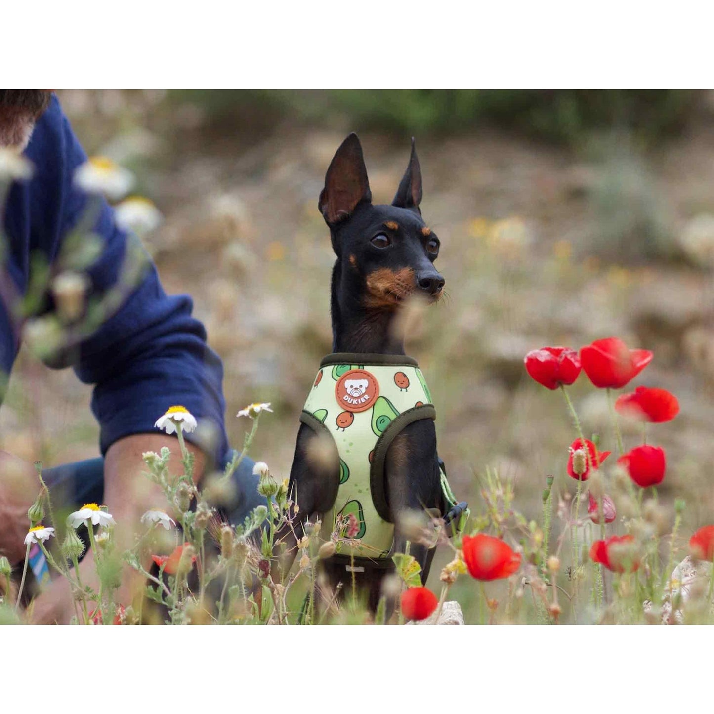 Arnés reversible para perro AVOCADO Dukier
