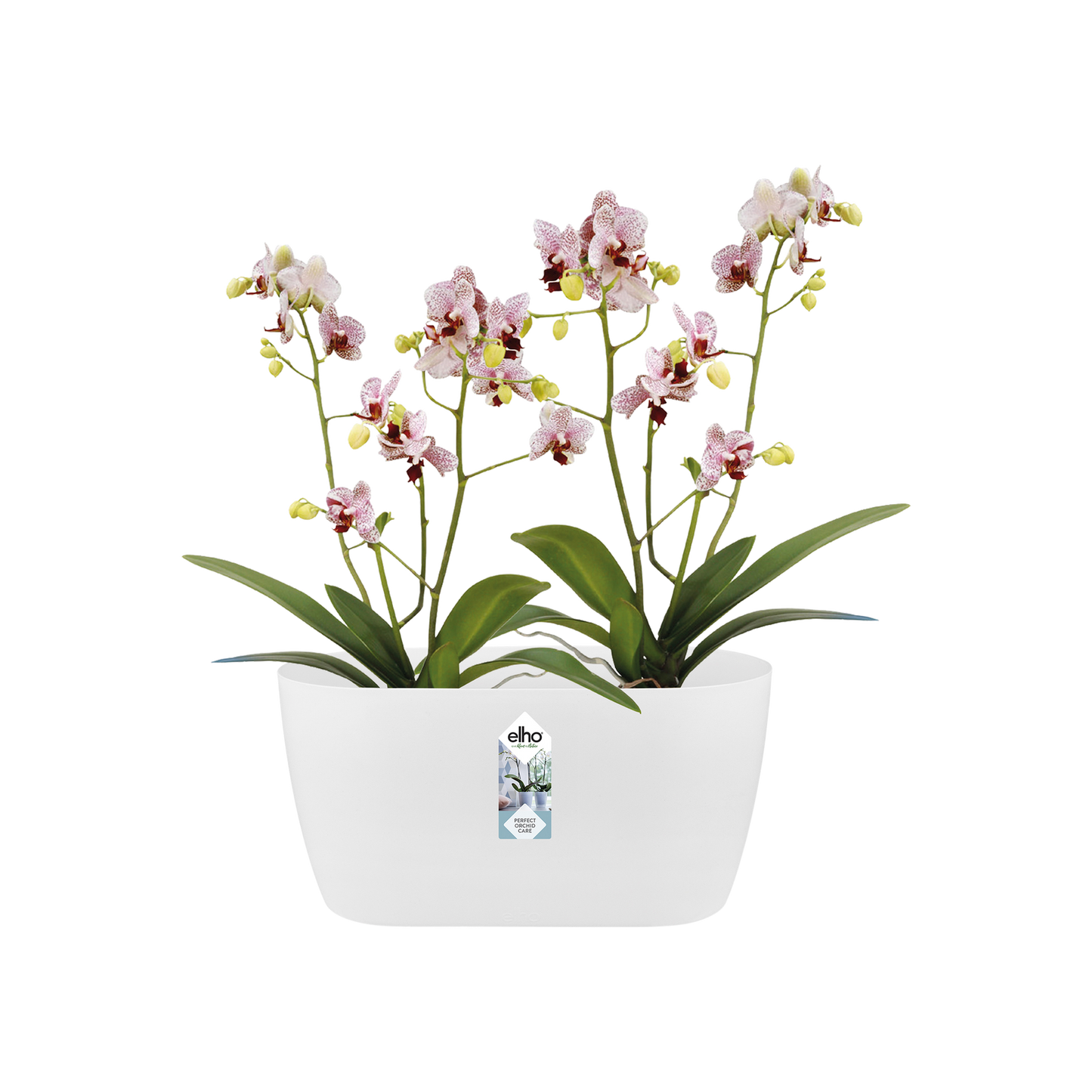 Macetero doble orquídeas Brussels orchid duo Elho blanco