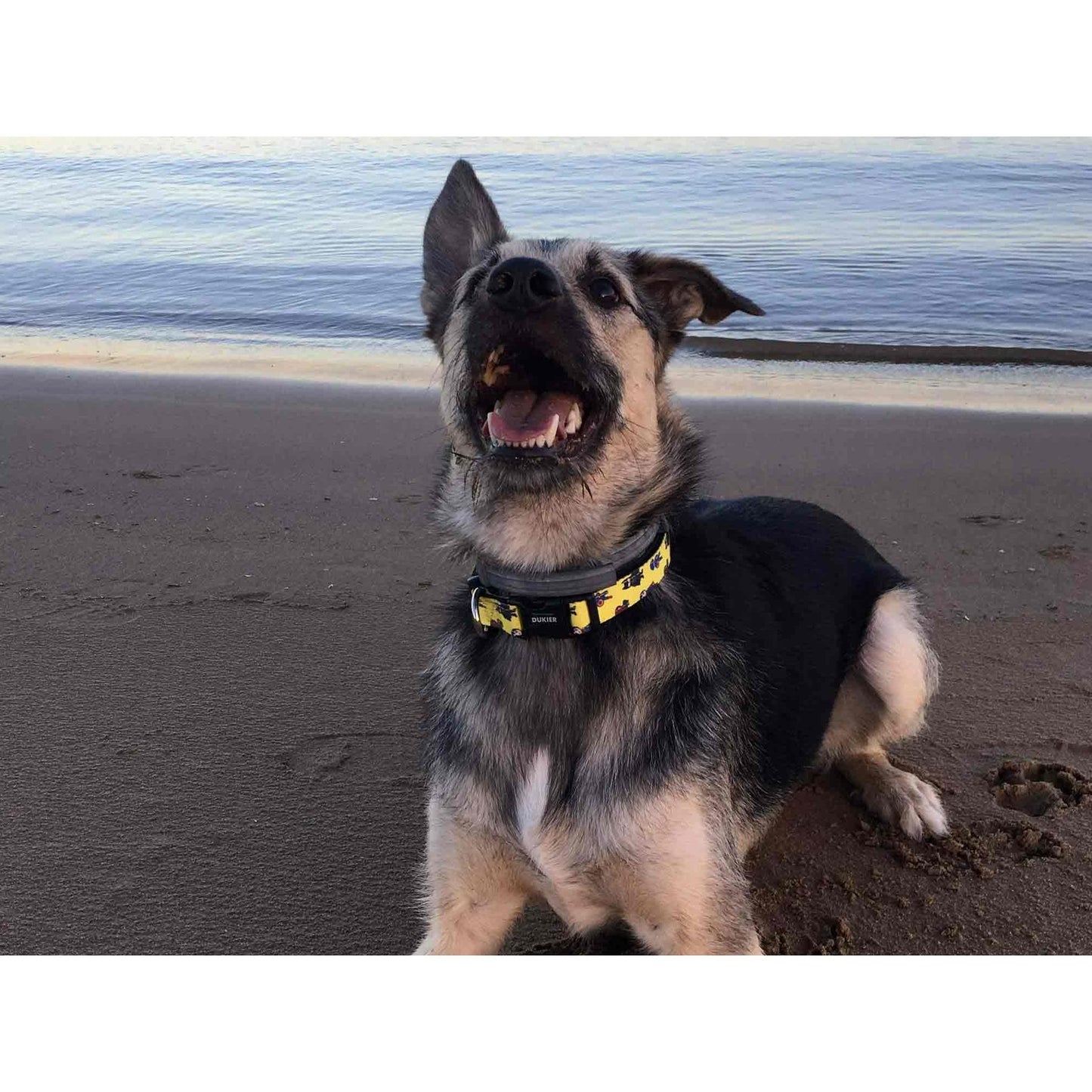 Collar para perro SUPERDOG Dukier XS