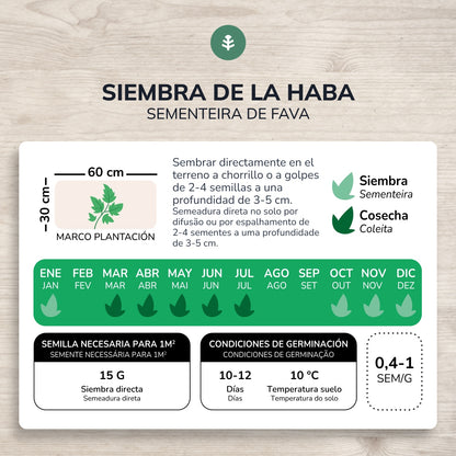 Semillas de Haba Aguadulce ecológicas Planeta Huerto