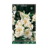 Bulbo Azuzena Lilium candicum Elite 1 ud