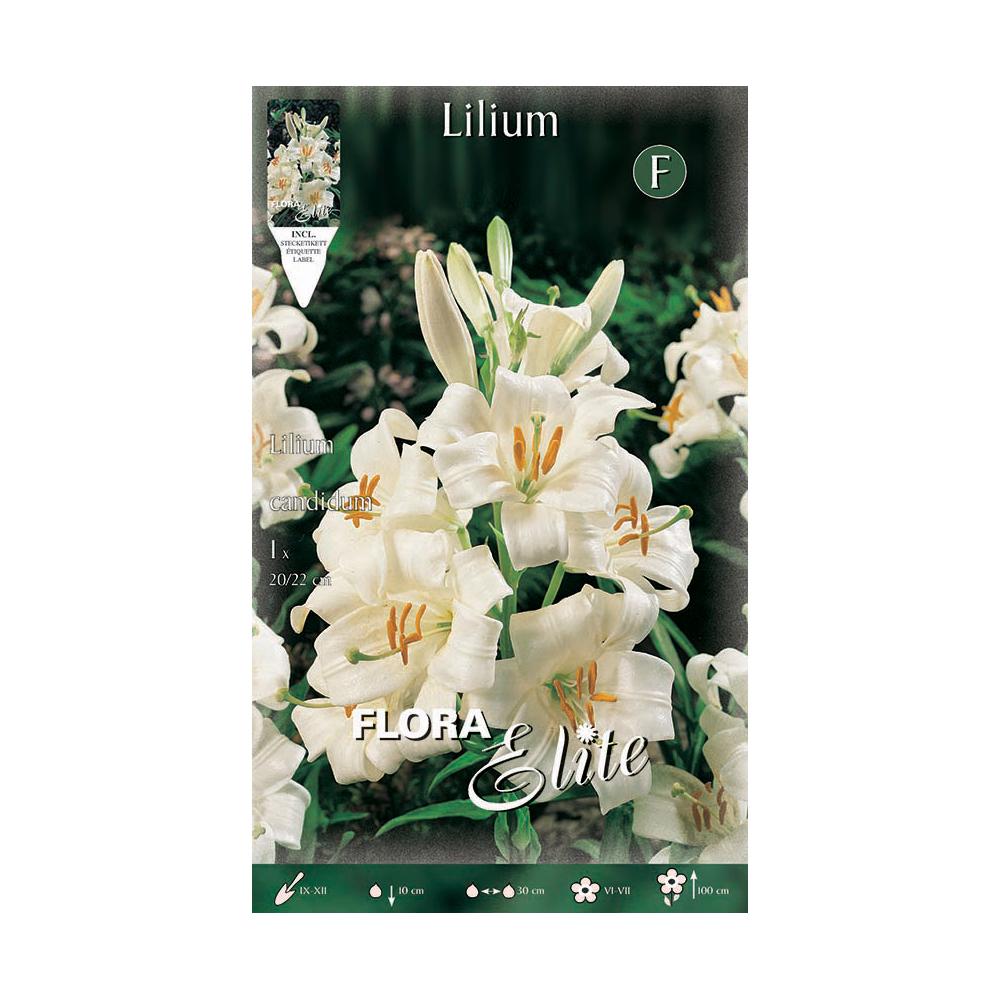 Bulbo Azuzena Lilium candicum Elite 1 ud