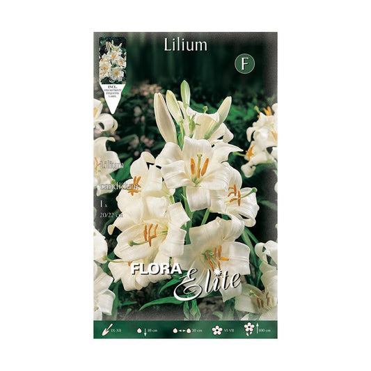 Bulbo Azuzena Lilium candicum Elite 1 ud