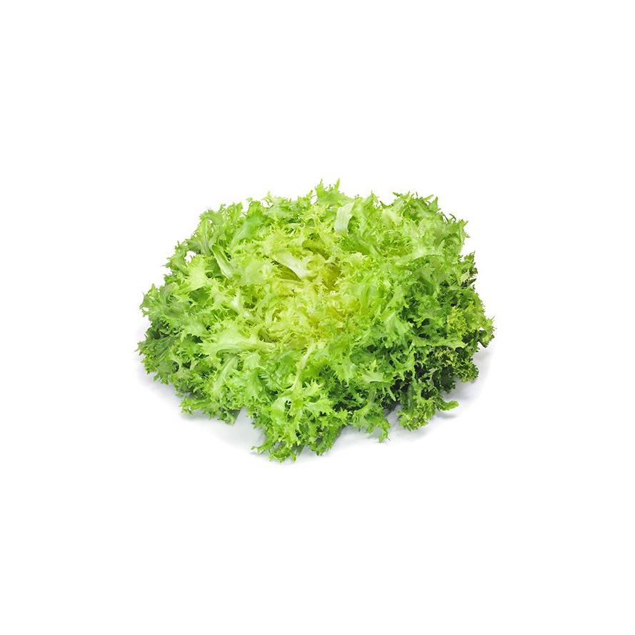 Plantón de Lechuga Escarola 6 uds. Gama Tradicnal