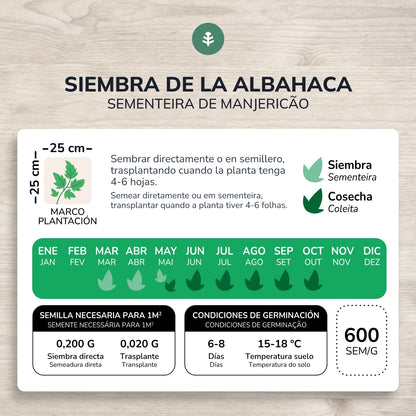 Semillas de Albahaca Genovesa ecológicas Planeta Huerto