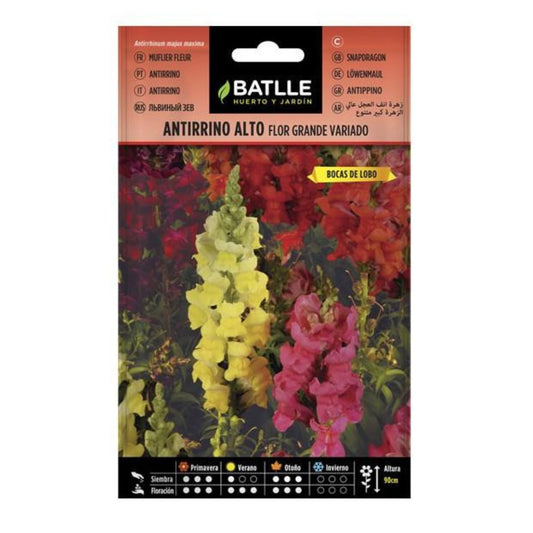 Semillas de  Antirrino alto flor grande