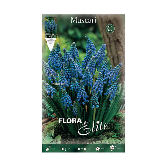 Bulbos Muscaris azul Elite 15 uds