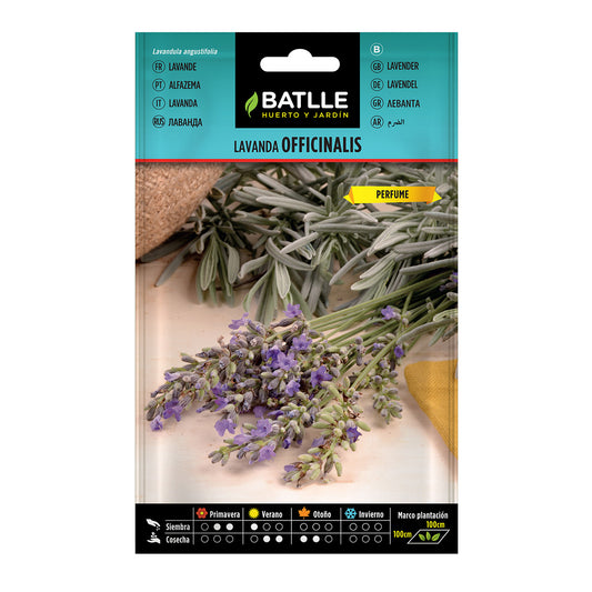 Semillas de Lavanda Officinalis Battle