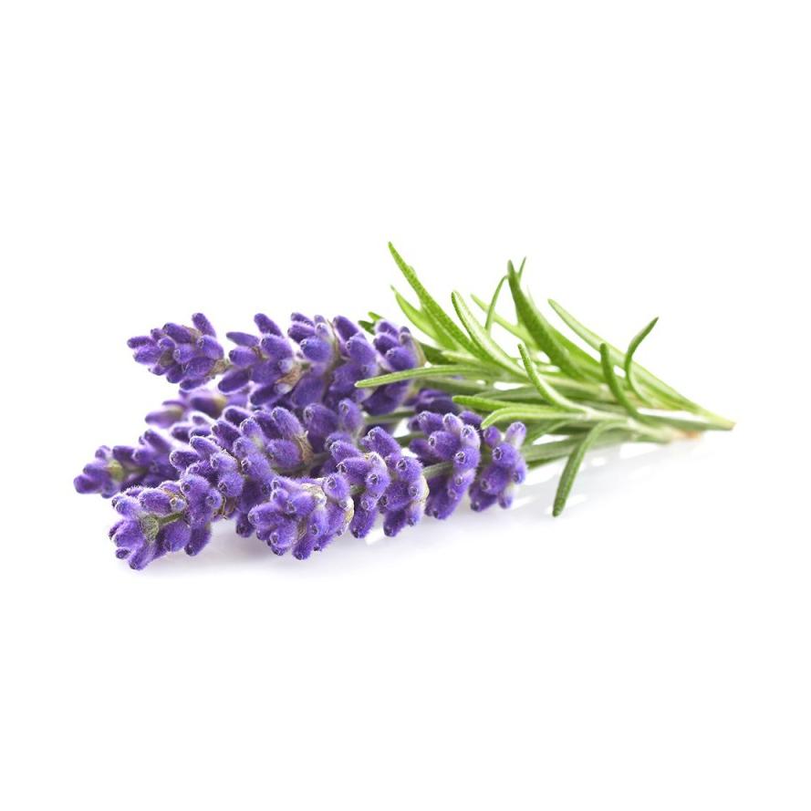 Plantón de Lavanda 6 uds. Gama Tradicional