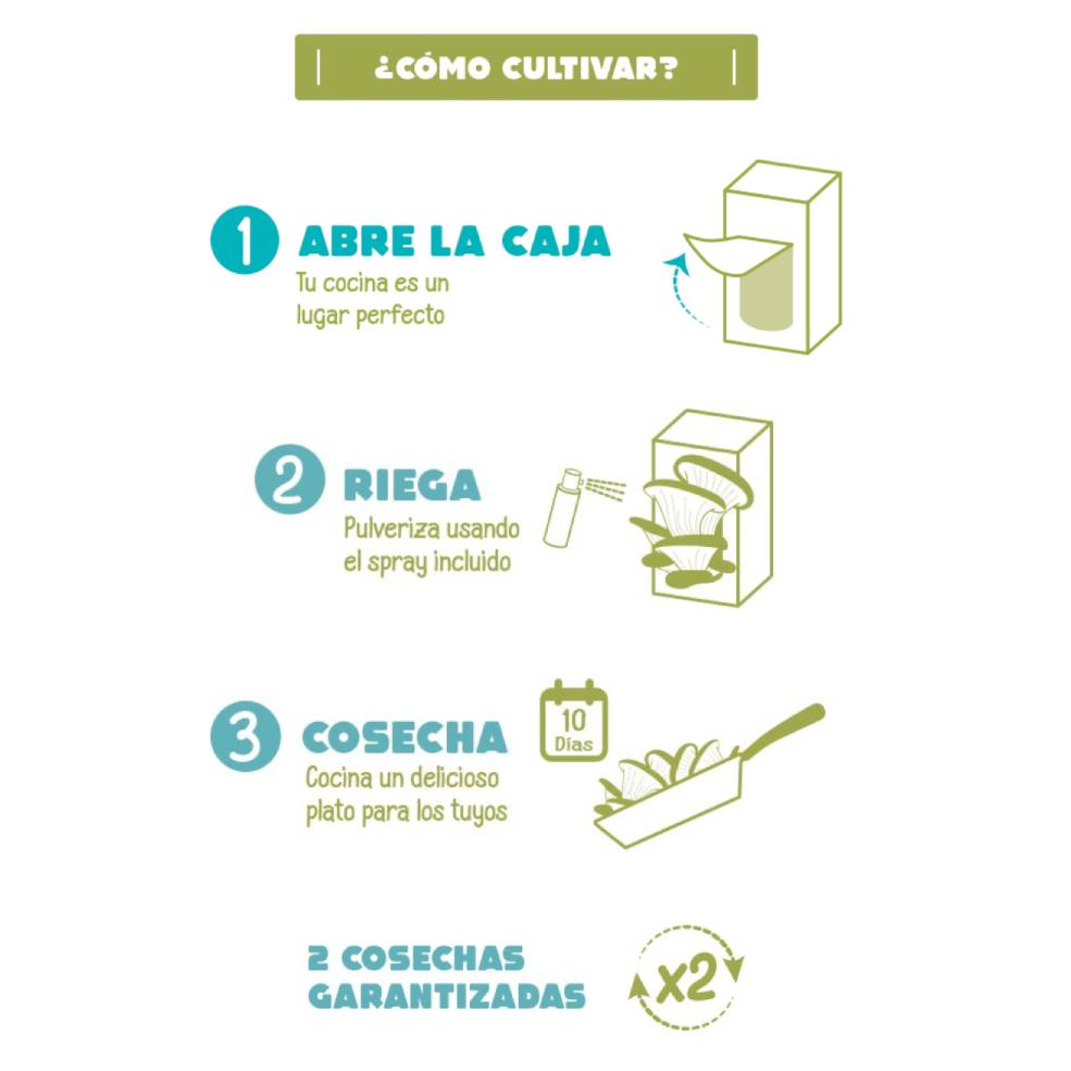 Kit de autocultivo de Setas Pocket Gourmet
