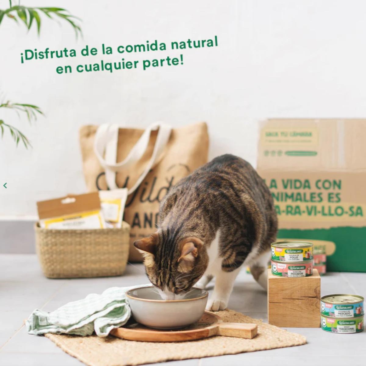 Pack Ragut tradicional de ternera y pollo para gatos 6x80 g Wild Balance