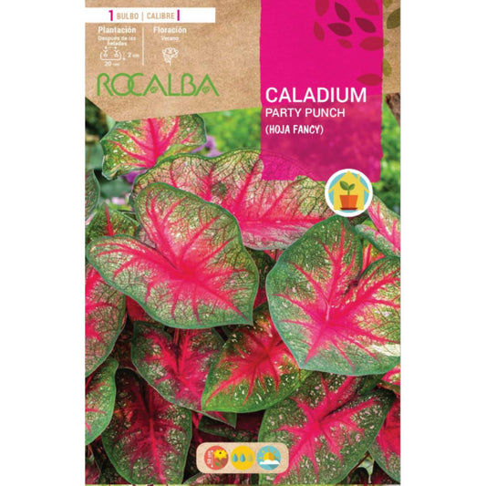 Caladium Party Punch  hoja fancy  verde oscuro y rosa manchado
