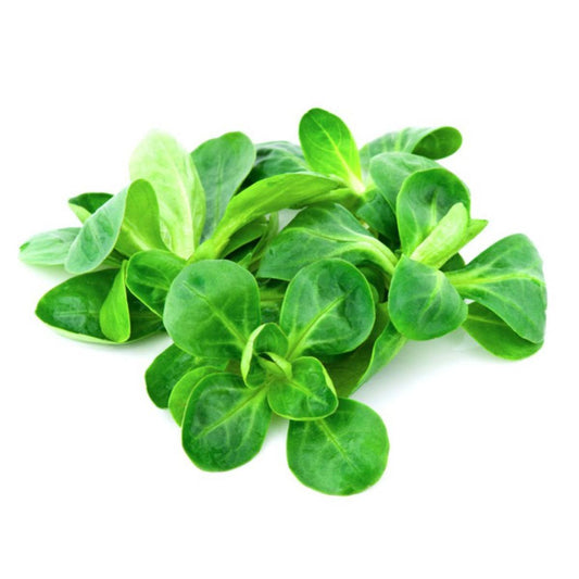 Plantón de Canónigos en maceta 11 cm