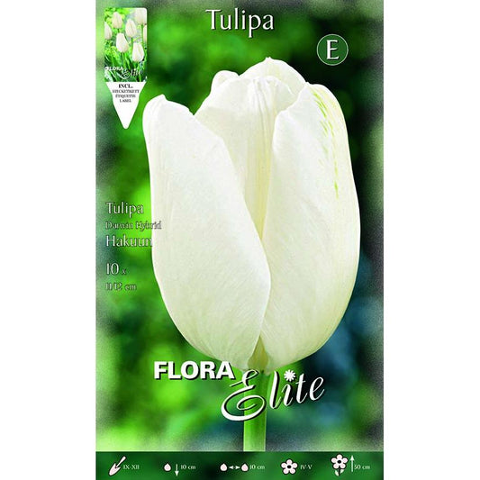 Bulbos Tulipán Darwin blanco Elite 10 uds