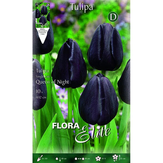 Bulbos Tulipán negro Elite 10 uds