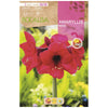 Bulbo Amaryllis rosa 1 ud Rocalba