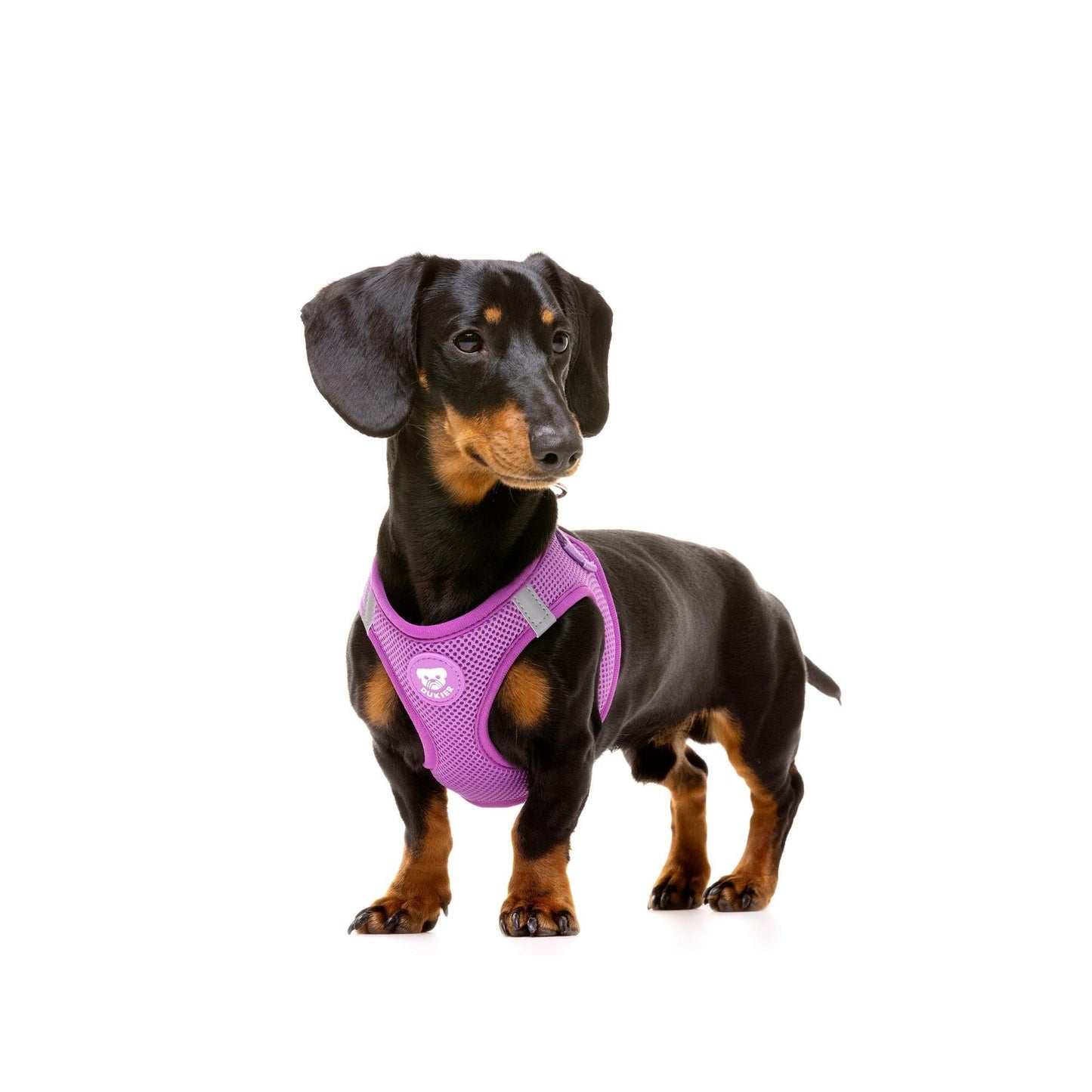 Arnés body  PURPLE Dukier