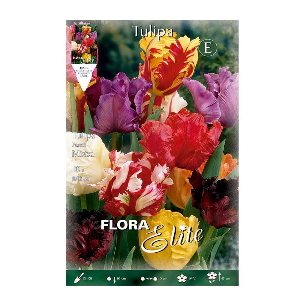 Bulbos Tulipán Papagayo mezcla Elite 10 uds