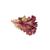 Plantón de Lechuga lollo rosso en maceta 11 cm