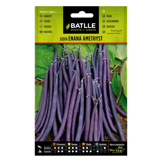 Semillas de  Judía Enana Violeta AMETHYST 25 g