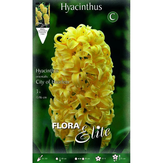 Bulbos Jacinto amarillo Elite 3 uds