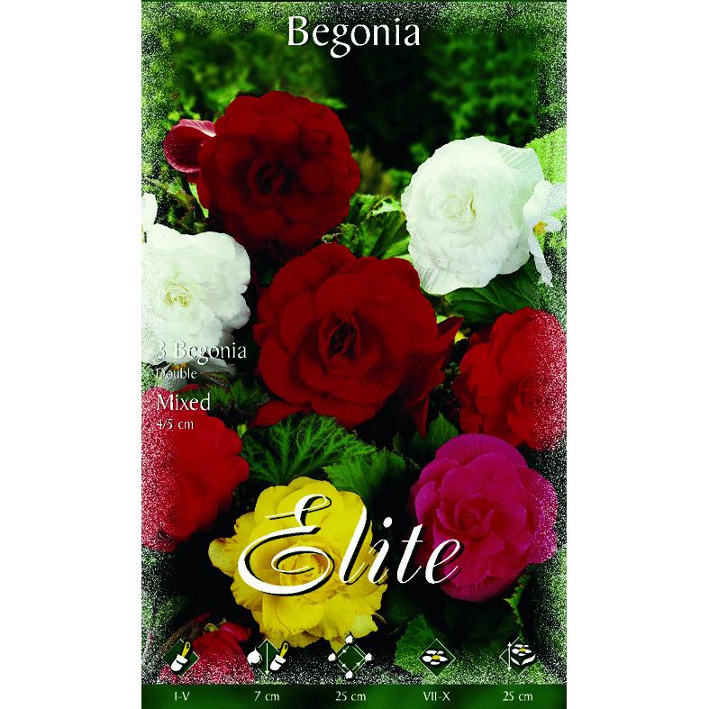 Bulbo Begonia doble mezcla 3 uds