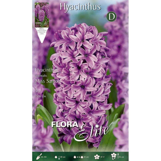 Bulbos Jacinto violeta Elite 3 uds