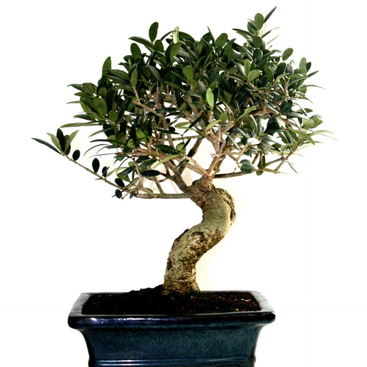 Bonsái Olea europaea 8 años - OLIVO