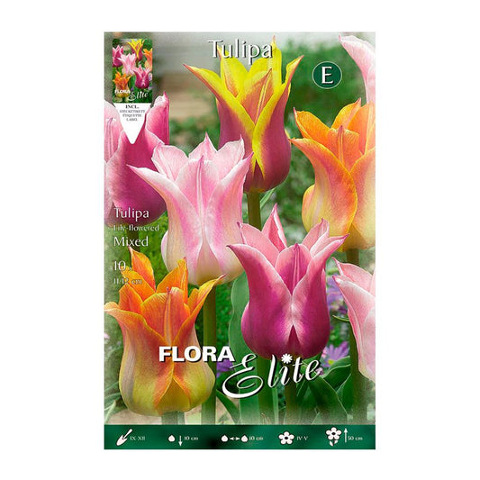 Bulbos Tulipán flor de lis mezcla Elite 5 uds