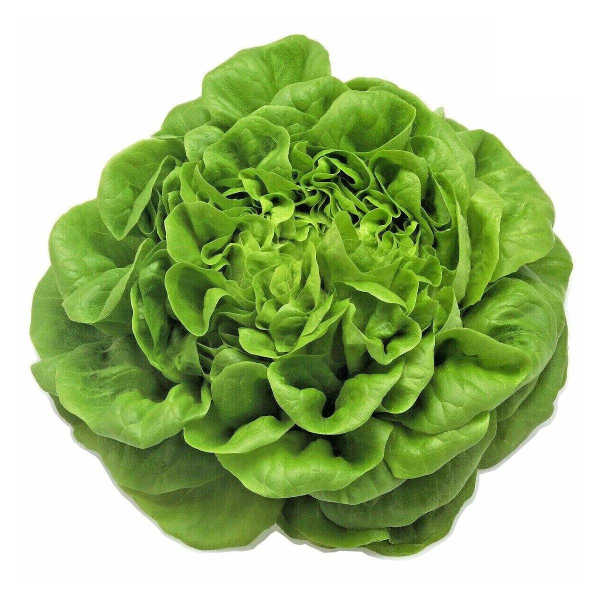 Plantón de Lechuga maravilla en maceta 11 cm