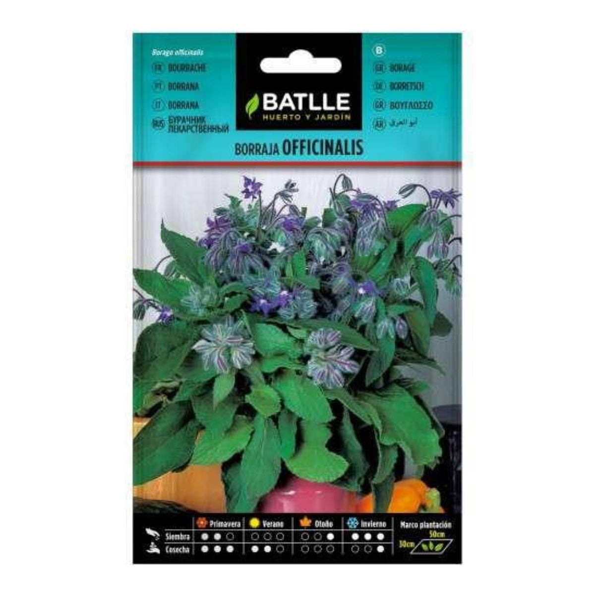 Semillas de  Borraja Officinalis