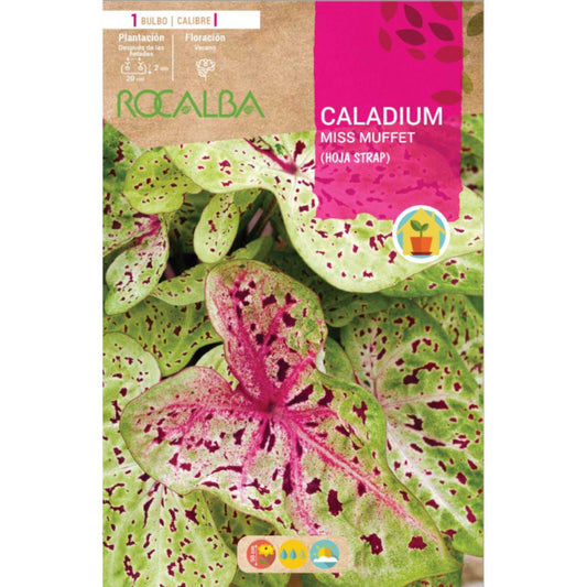 Caladium Miss Muffet  hoja strap  bicolor, verde y rosa jaspeado