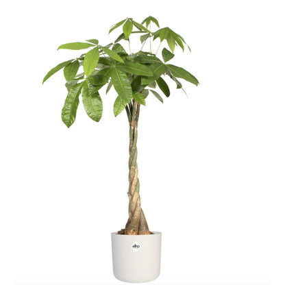 Macetero B.for Soft Round Elho Blanco 22 cm