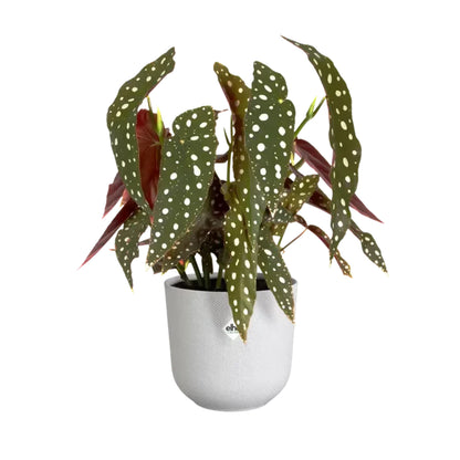 Macetero jazz round silky white Elho 23 cm