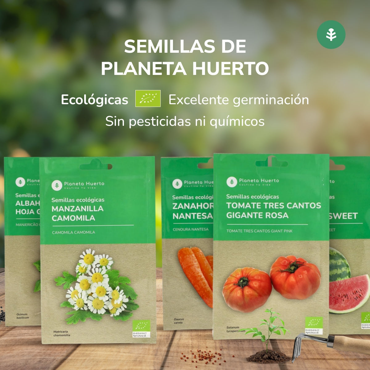 Semillas de Espinaca gigante de invierno ecológicas Planeta Huerto