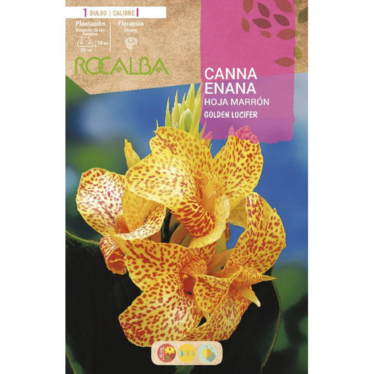 Bulbo Canna Enana Golden Lucifer 1 unidad (I)