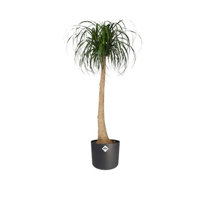 Macetero B.for Soft Round Elho Antracita 18 cm