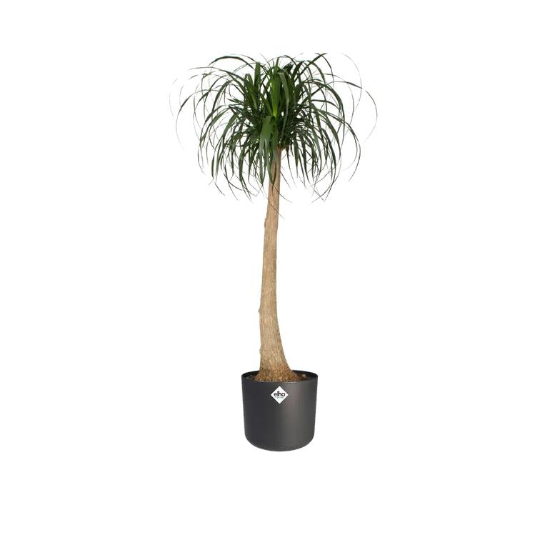 Macetero B.for Soft Round Elho Antracita 18 cm