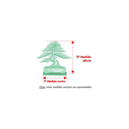 Bonsái Zelkova parvifolia 6 años - OLMO CHINO