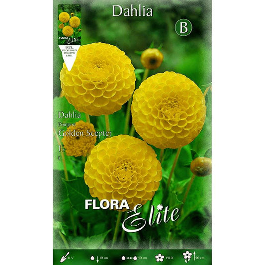 Bulbo Dalia Pom Pom amarilla
