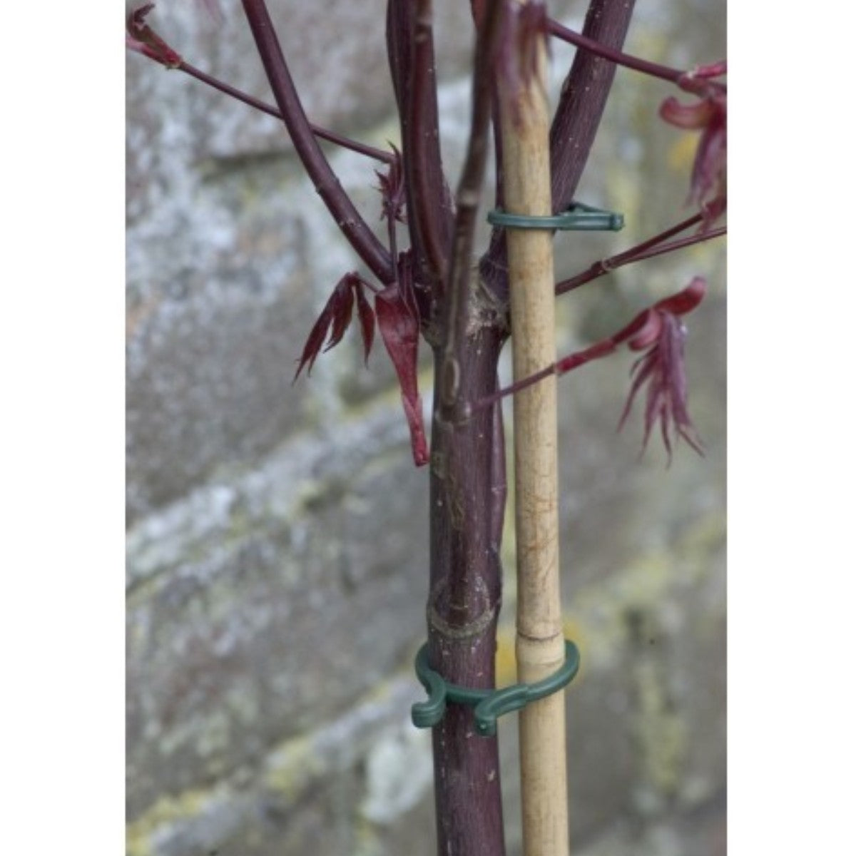 Anillo de fijación para plantas Biotop verde
