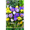 Bulbos Crocus mezcla de colores Elite 20 uds