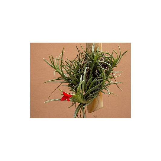 Tillandsia albertiana