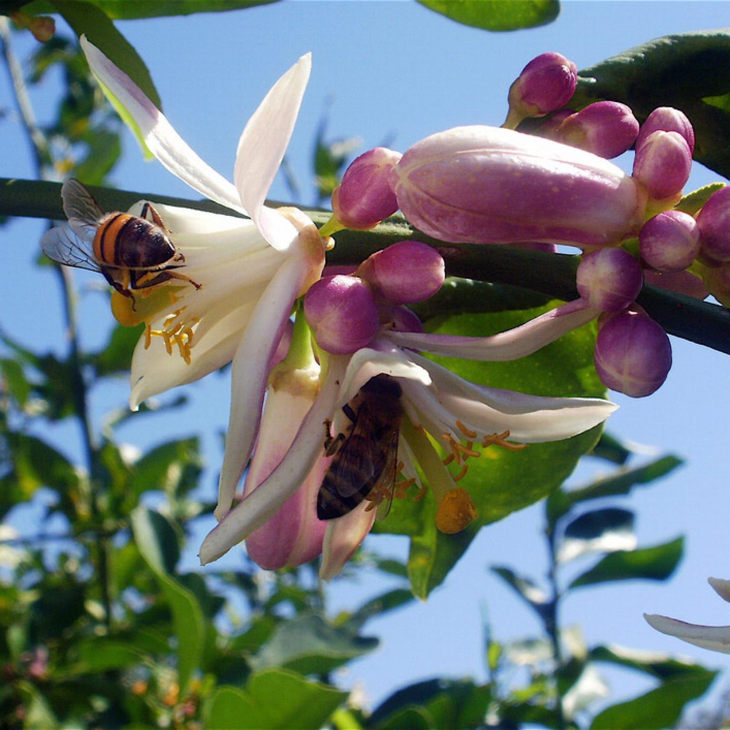 Miel de Limón Ecológica, Bona Mel 900 g