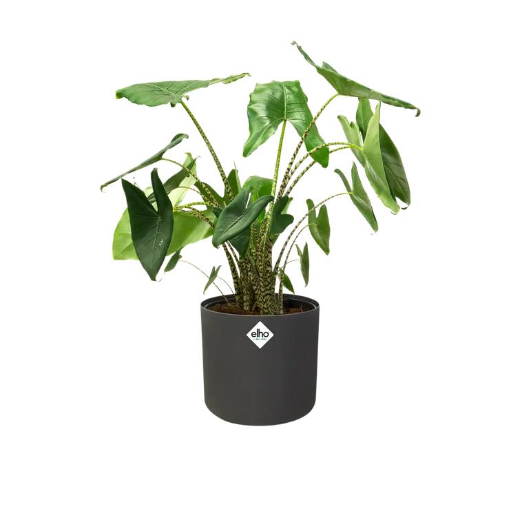 Macetero B.for Soft Round Elho Antracita 16 cm