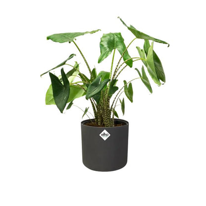 Macetero B.for Soft Round Elho Antracita 16 cm