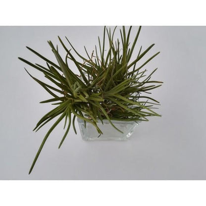 Tillandsia albertiana