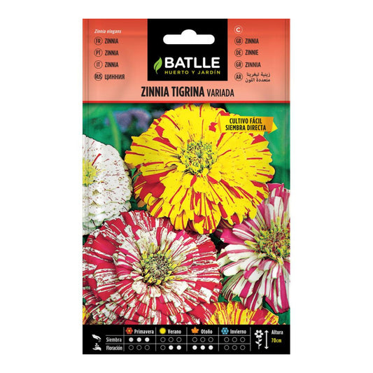 Semillas de  Zinnia Tigrina variada